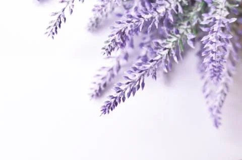 Lavender flower background Stock Photos
