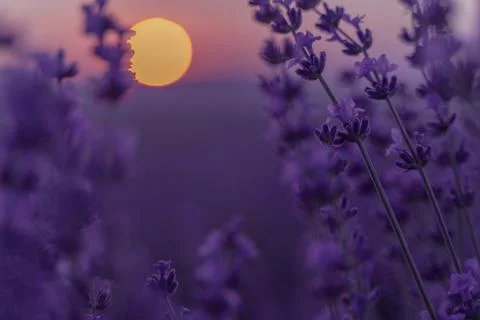 Lavender flower background. Violet lavender field sanset close up. Lavender Stock Photos
