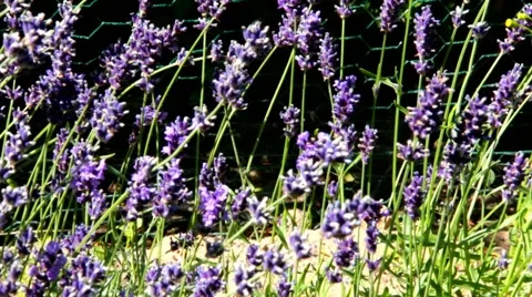 Lavender  a flower bed Stock Footage 42161483