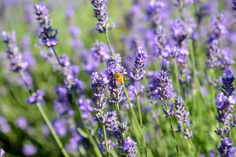 Lavender flower with bee Stock Photos