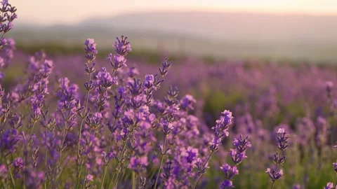 Lavender flower in big meadow. Vidéo 153650141