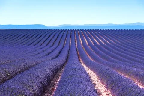 Lavender flower blooming fields endless rows. valensole provence Stock Photos