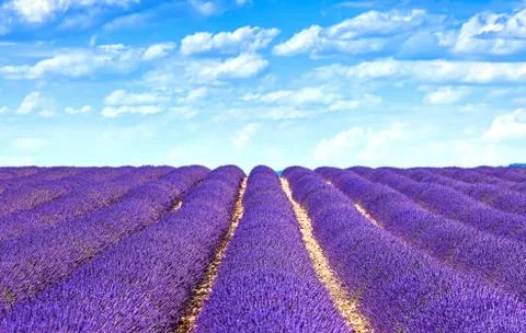 Lavender flower blooming fields endless rows. valensole provence Stock Photos