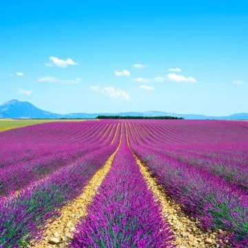 Lavender flower blooming fields endless rows. valensole provence Stock Photos