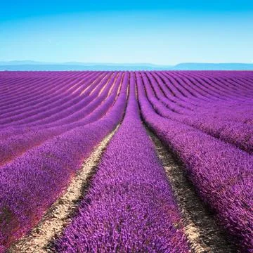 Lavender flower blooming fields endless rows. valensole provence Stock Photos