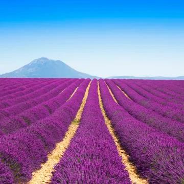 Lavender flower blooming fields endless rows. Valensole provence Stock Photos