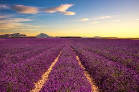 Lavender flower blooming fields endless rows on sunset. Valensole Provence .. Stock Photos