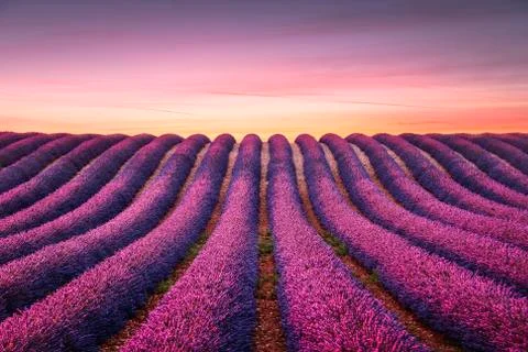 Lavender flower blooming fields endless rows at sunset. Valensole provence Stock Photos