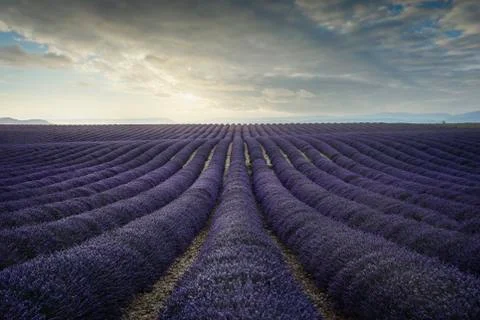 Lavender flower blooming fields endless rows at sunset. Valensole provence Stock Photos