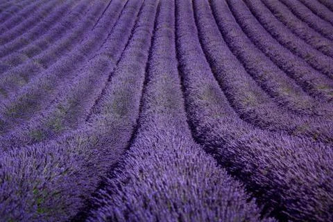 Lavender flower blooming fields as pattern or texture. Provence, France. Stock Photos