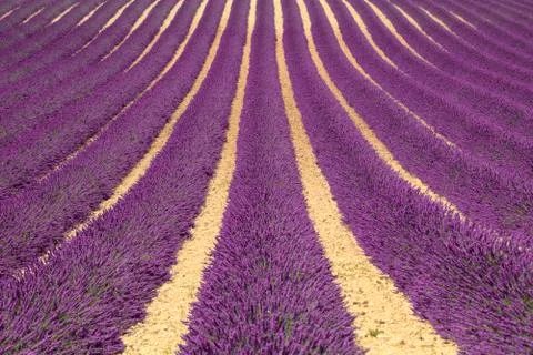 Lavender flower blooming fields as pattern or texture. Provence, France. Stock Photos