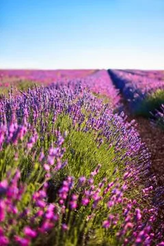 Lavender flower blooming fields Stock Photos