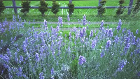 Lavender flower blooming scented fields in endless rows Vidéo 134915695