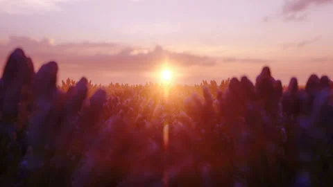 Lavender flower blooming scented fields in endless rows on sunset. Selective Stock Footage 143720451
