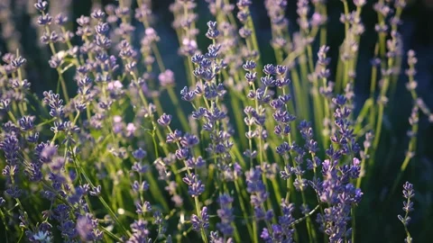 Lavender flower blooming scented fields in endless rows on sunset. Stock Footage 201306563