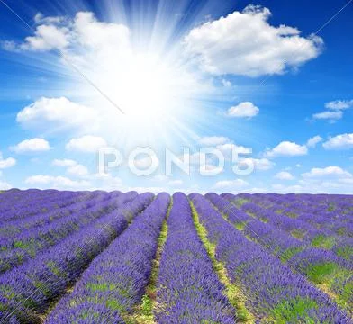 Lavender flower blooming scented fields in Provence Stock Photos