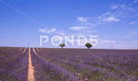 Lavender flower blooming scented fields in endless rows, Provence, France Stock Photos