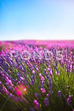 Lavender flower blooming scented fields Stock Photos