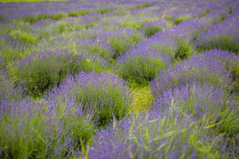 Lavender flower blooming scented fields in endless rows, Czech republic, Europe Stock Photos