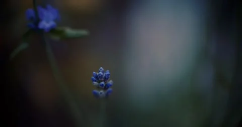 Lavender Flower Up Close Stock Footage 292724573