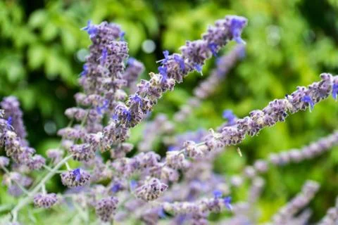Lavender flower close up Stock Photos