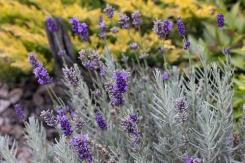 Lavender flower close up soft focus on yellow background Stock Photos