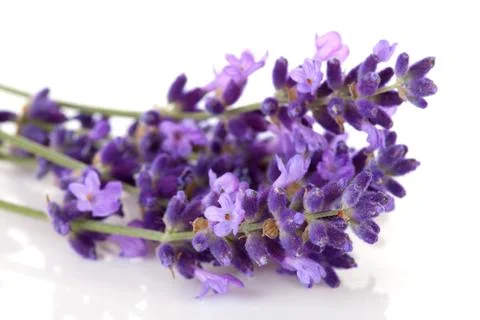 Lavender flower in closeup Foto stock