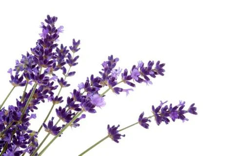 Lavender flower in closeup Foto stock