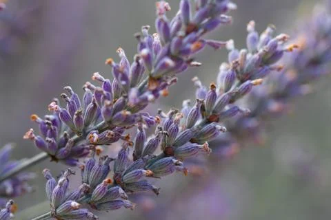 Lavender flower closeup Stock Photos
