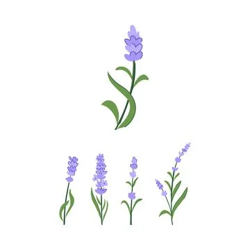 Lavender flower collection flat vector design illustration 스톡 일러스트