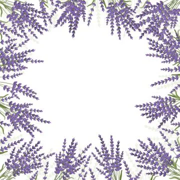 Lavender flower design background frame. Vector illustration Stock Illustration