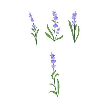 Lavender flower elements creating simple botanical design イラスト素材