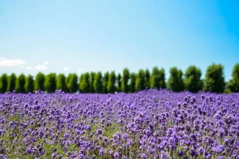 Lavender flower field with blue sky Stock Photos