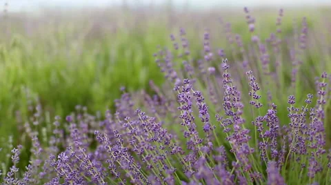 Lavender flower field. Stock Footage 39338650