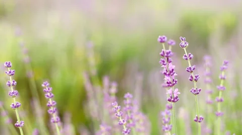 Lavender flower field. Stock Footage 39338780