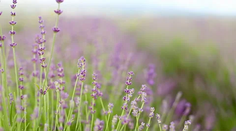 Lavender flower field. Stock Footage 39338796