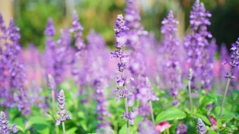 Lavender flower in field. Stock Footage 139344543