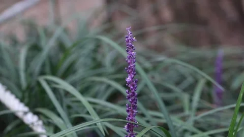 Lavender flower in the field 스톡 동영상 306040473