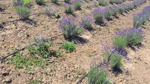 Lavender flower field. Sparse planting of bushes. Overview of the landscape Stock Footage 280169735