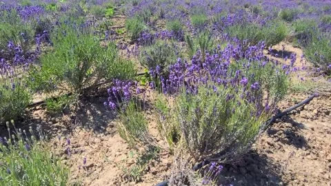 Lavender flower field. Sparse planting of bushes. Overview of the landscape of l Stock Footage 290455364