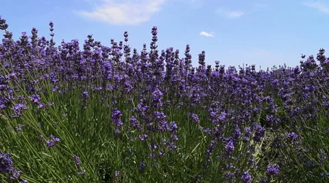 Lavender Flower Field In Summer 库存影片 54919597