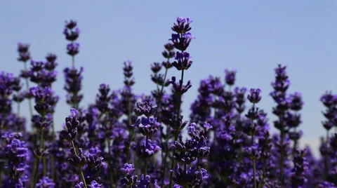 Lavender Flower Field In Summer 库存影片 54920252