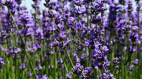 Lavender Flower Field In Summer Video stock 54920544