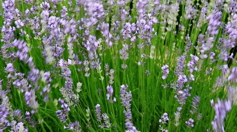 Lavender Flower Field In Summer Stock Footage 54921038