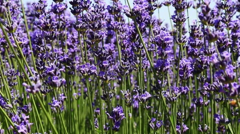 Lavender Flower Field In Summer Vídeo Stock 54921375