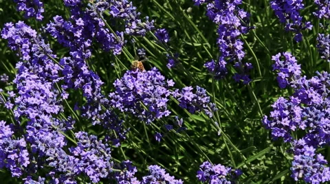 Lavender Flower Field In Summer Stock Footage 54922202