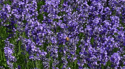 Lavender Flower Field In Summer 動画素材 54922619
