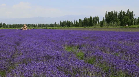 Lavender Flower Field In Summer 库存影片 54924076