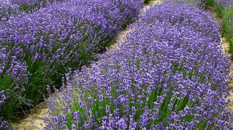 Lavender Flower Field In Summer Stock Footage 55391867
