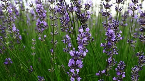 Lavender Flower Field In Summer Video stock 55392679